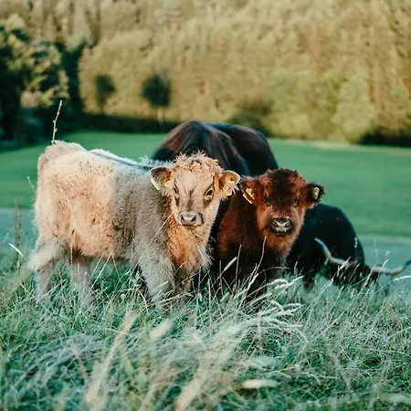 Schottenhof Walser 1 - Alleinlage Im Gruenen Mit Panoramablick Achberg